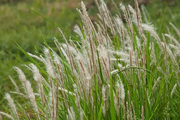 Couch Grass Rhizome Extract: Herbal Ingredient for Formulators